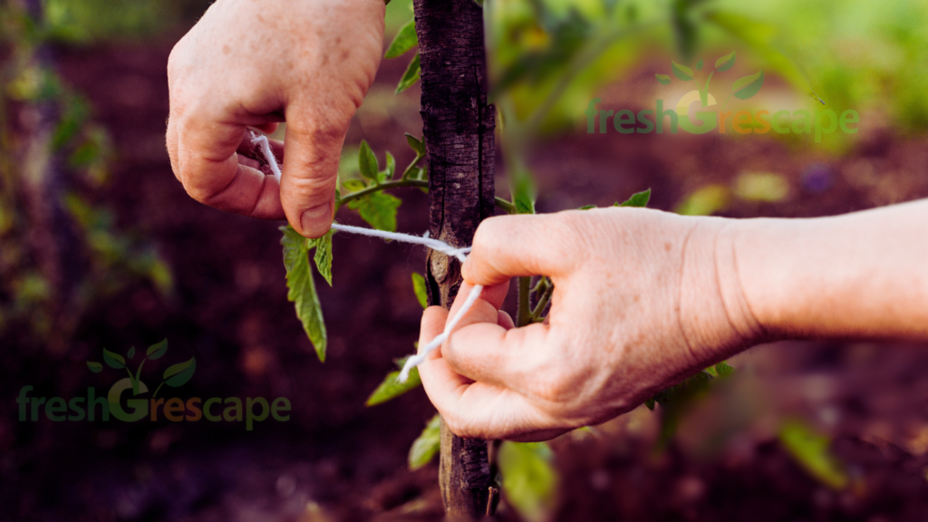 guidance for pruning