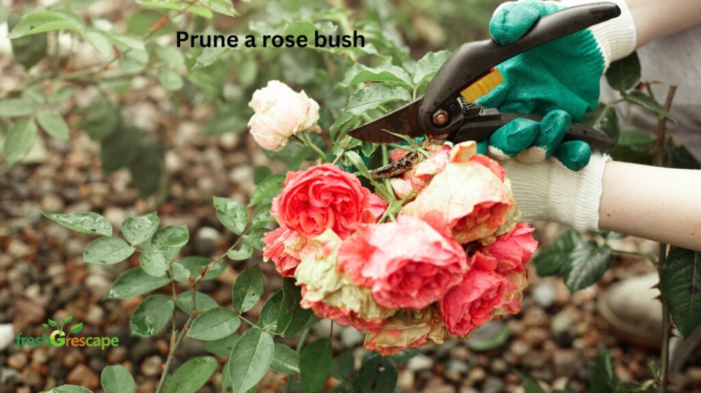 Rose-Bush