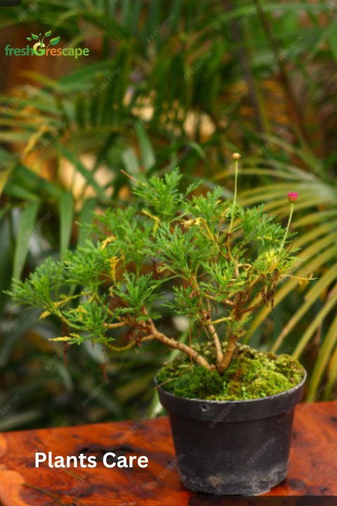 plant-care