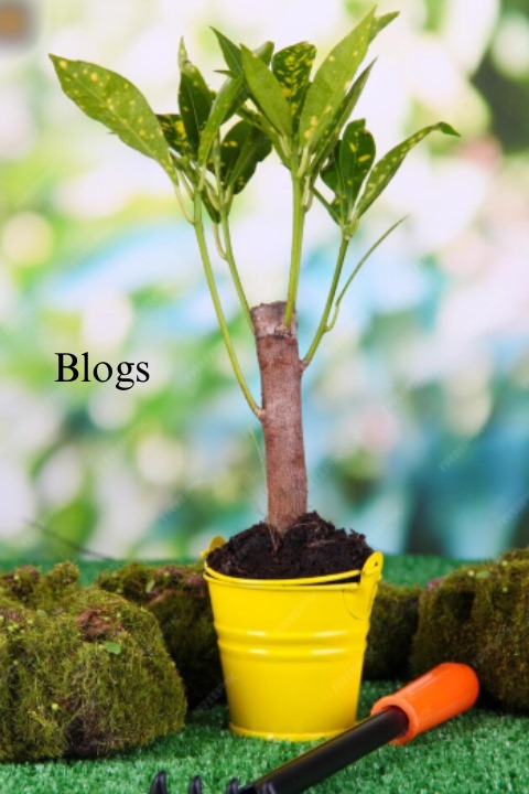 Blog