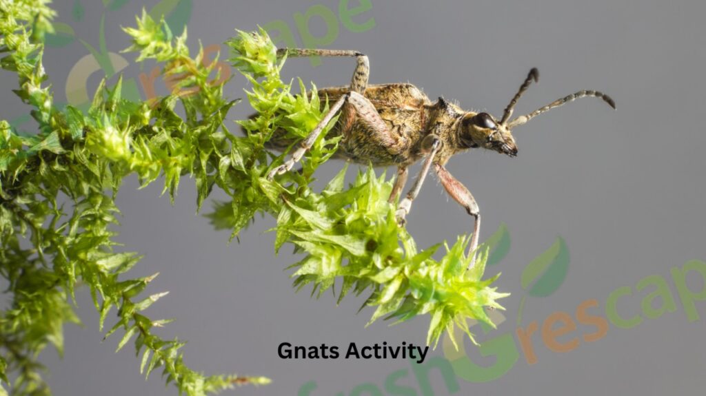 Gnats-Activity
