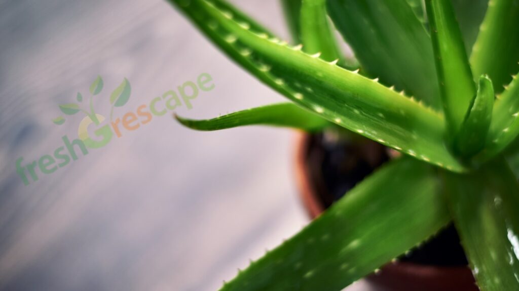Aloe-Vera