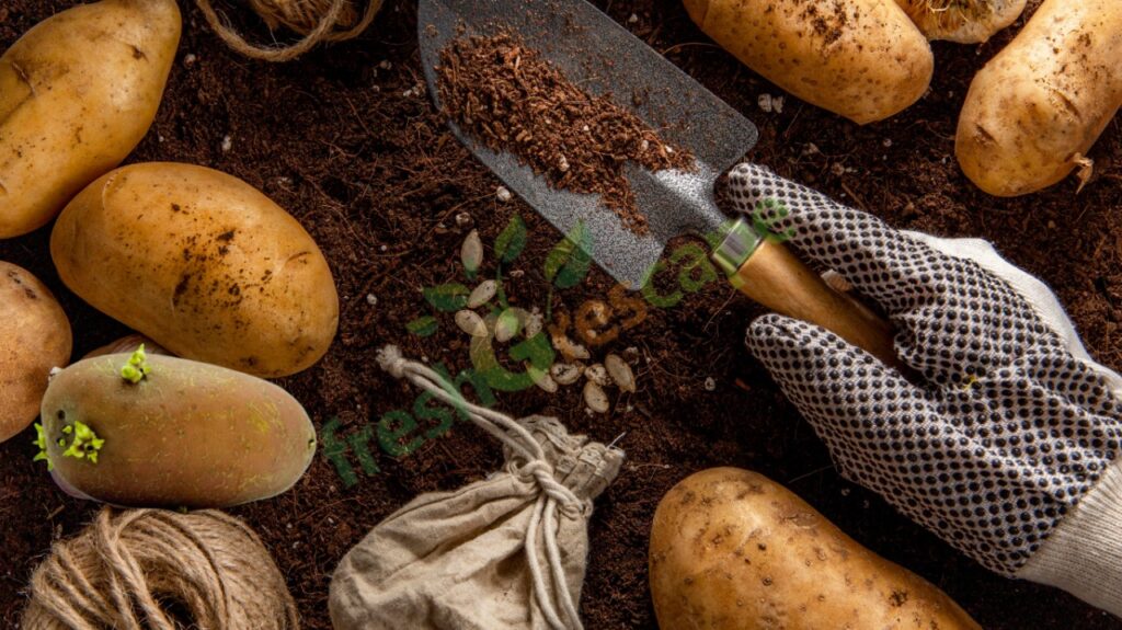 Plant-Potatoes