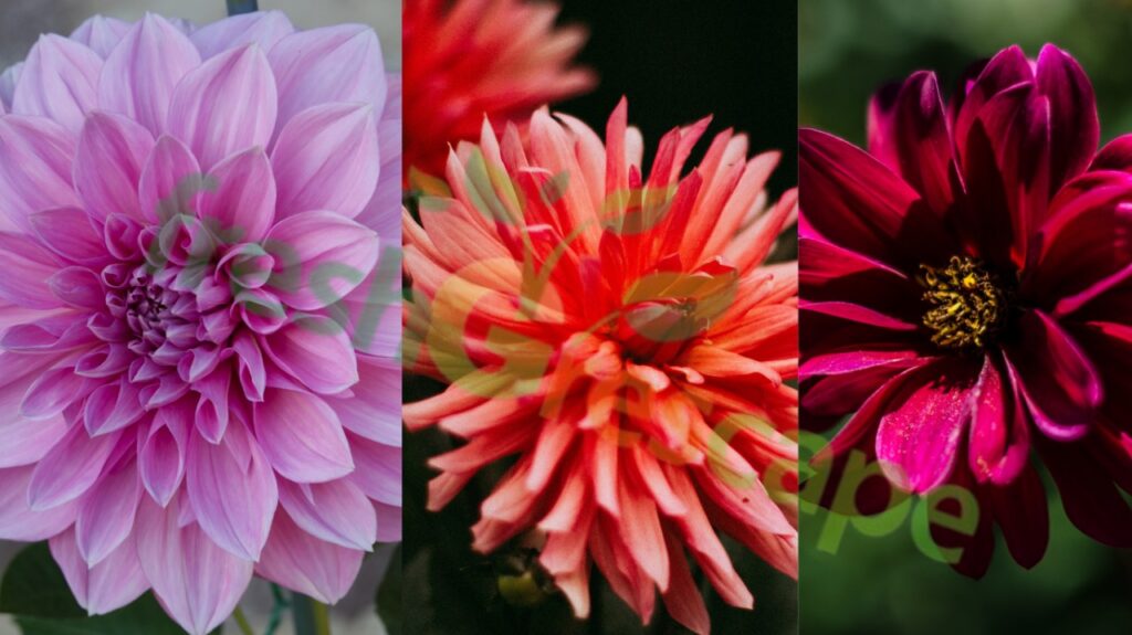 Plant-Dahlia