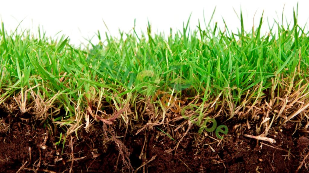 Plant-Grass-Seed