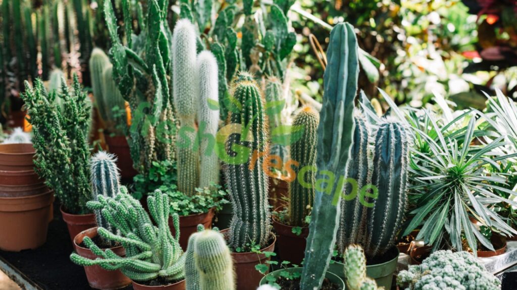 Cactus