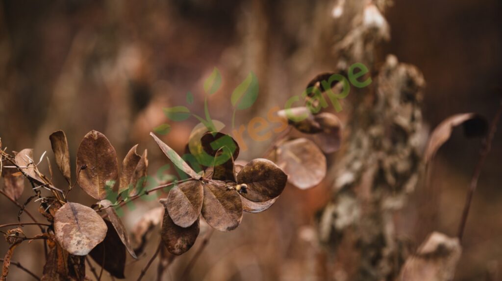 Plant-Leaves