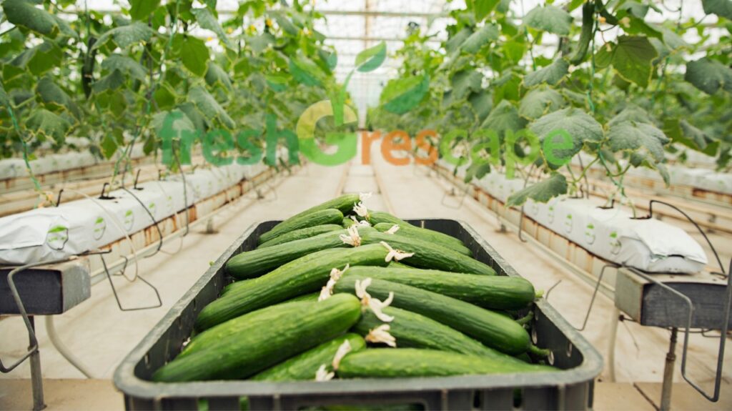 Plant-Cucumbers