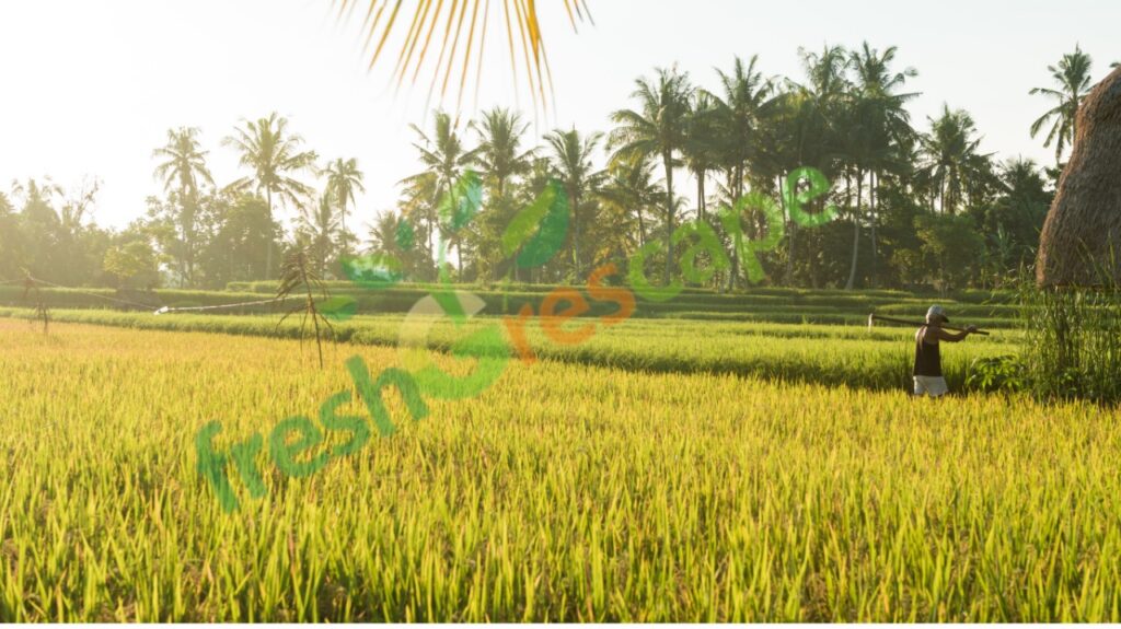 plan-rice