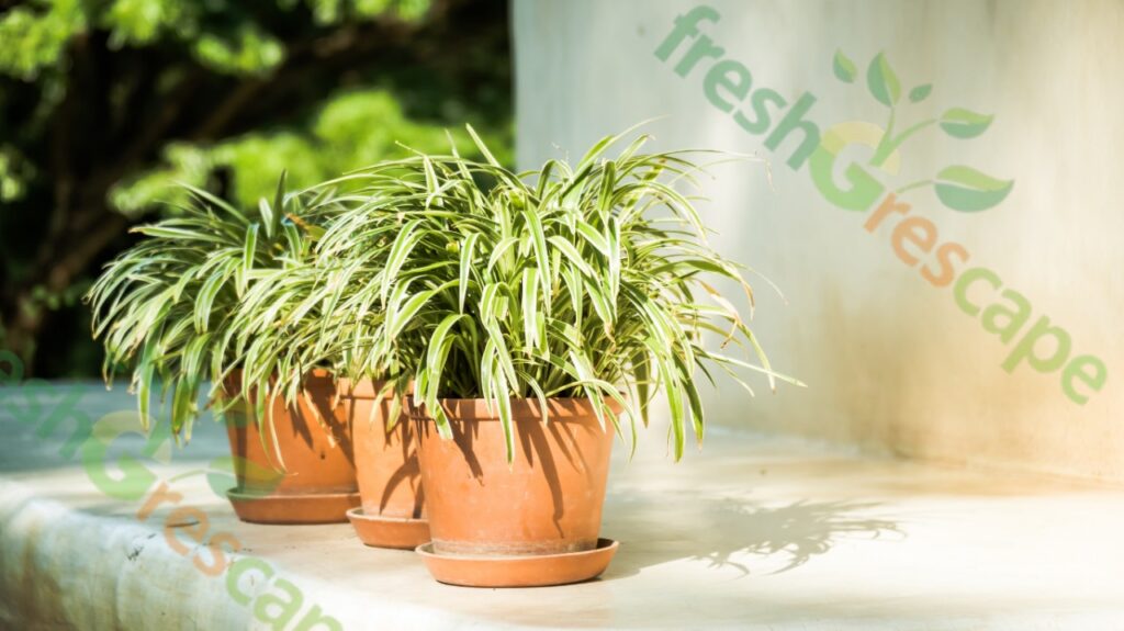 spider-plants