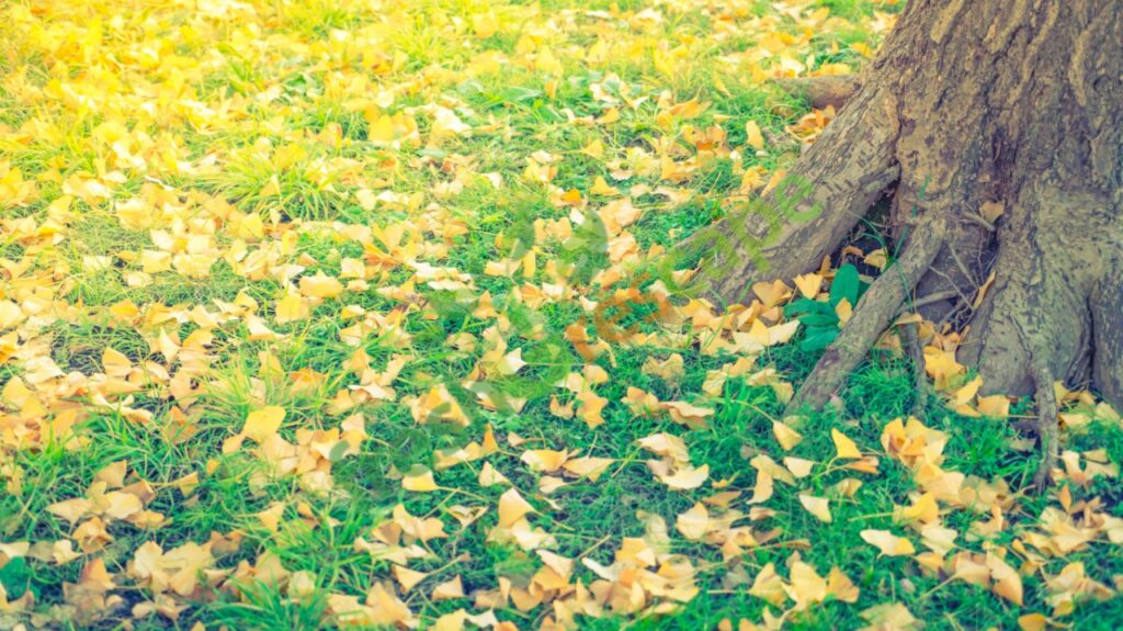 yellow-leaves