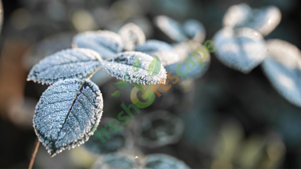 protect-plants