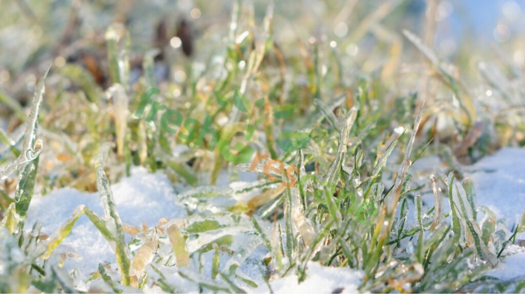 grass-protection