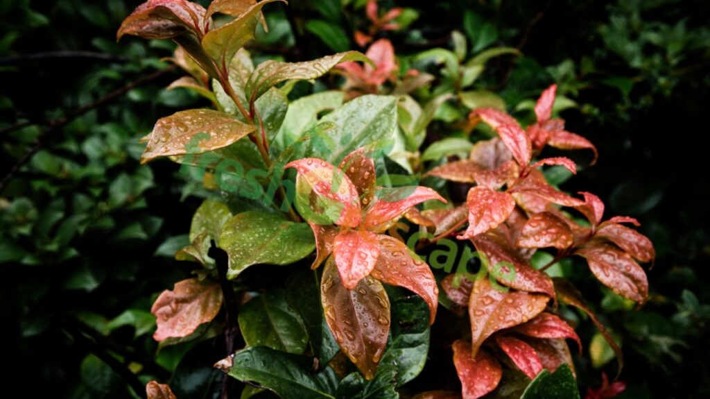 Plants