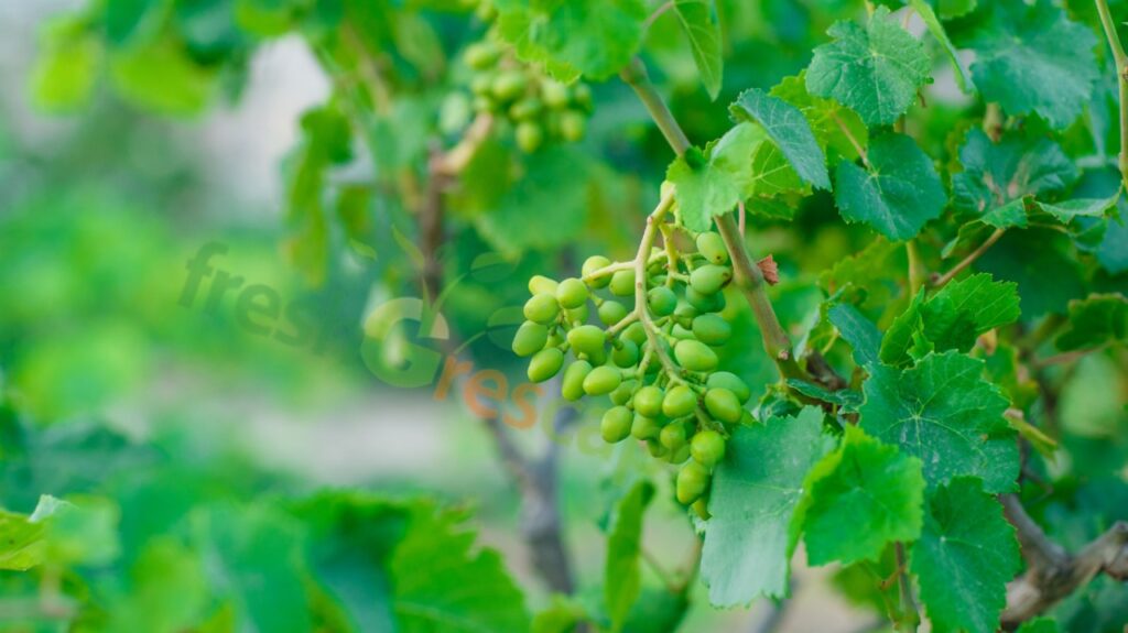plant-grapes