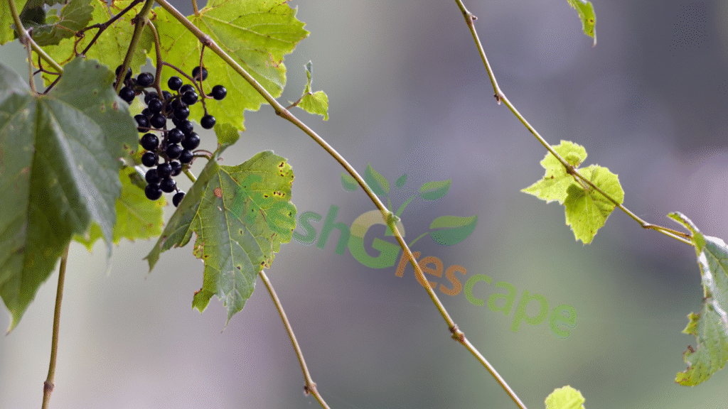 plant-grapes